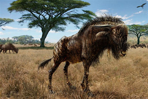 Travel News - Ancient Wildebeest PA Wire Todd S. Marshall Undated handout artist impression of a Rusingoryx atopocranion. The ancient "wildebeest" shared a bizarre feature with herd dinosaurs that lived tens of millions of years before it, say scientists. Image by Todd S. Marshall/PA Wire.