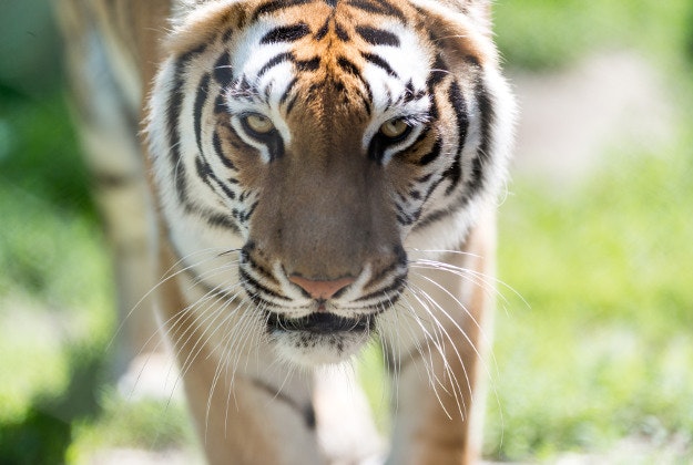 A Bengal tiger.