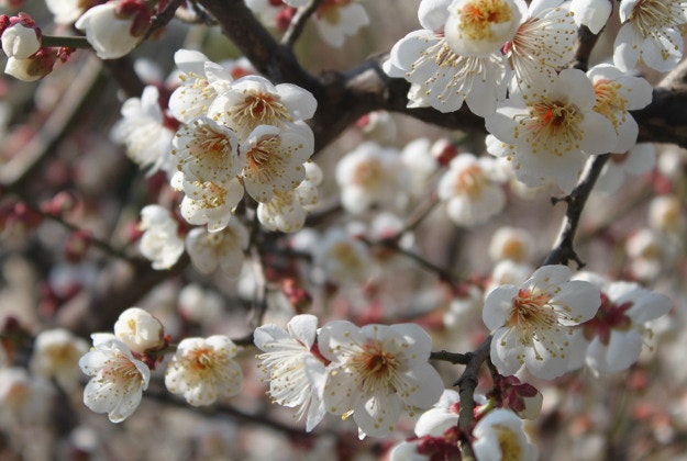 Plum blossom in Shanghai.