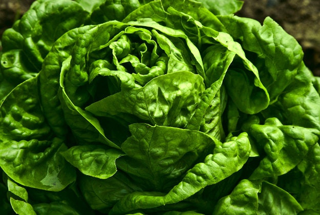 Tokyo lettuce farm to use robots.