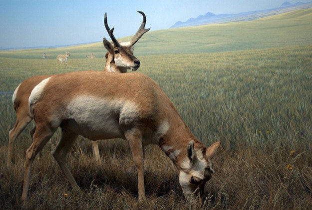 Pronghorn antelope.