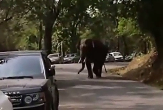 Rejected elephant goes on the rampage. Image by Screengrab via YouTube