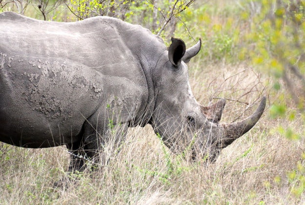 A rhino in the Kruger National Park, South Africa.