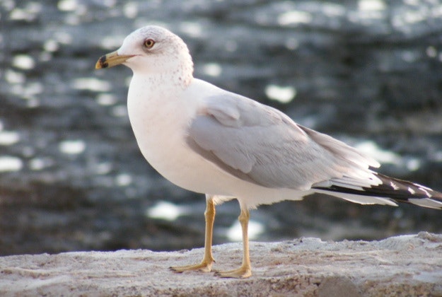 Aarhus to combat seagull problem.