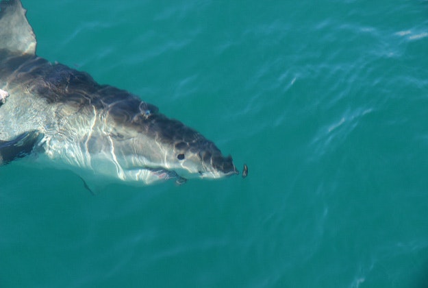 A great white off the coast of Gansbaai, South Africa.