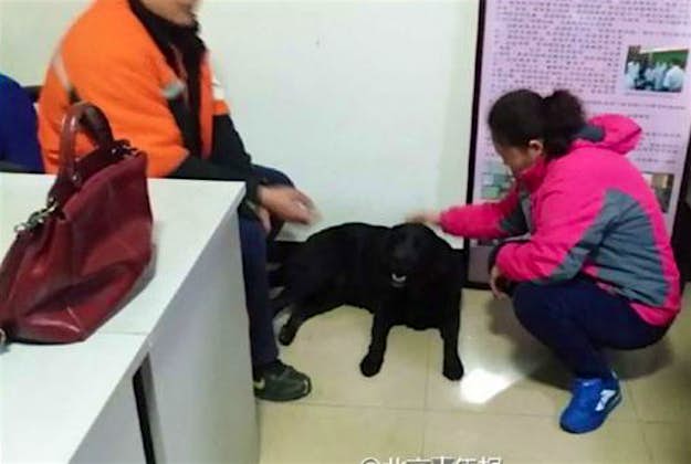 Travel News - dog 2 QiaoQiao was found with an apology note, outside Beijing