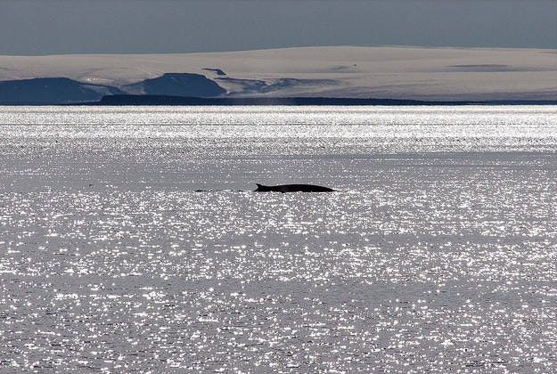 Fin whales won't be hunted in Iceland this summer.