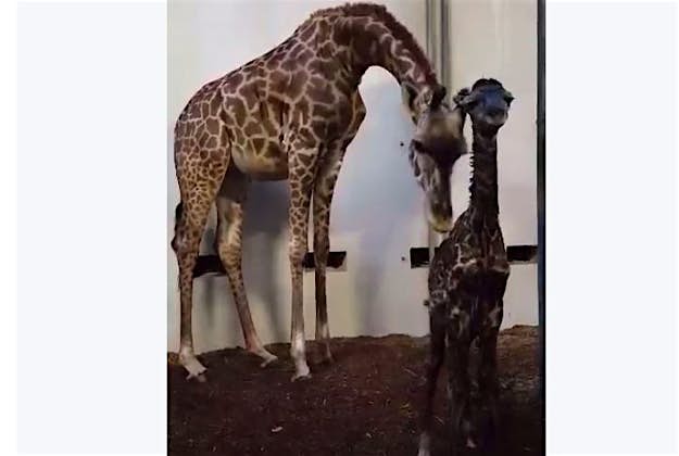 Travel News - giraffe A wobbly baby giraffe