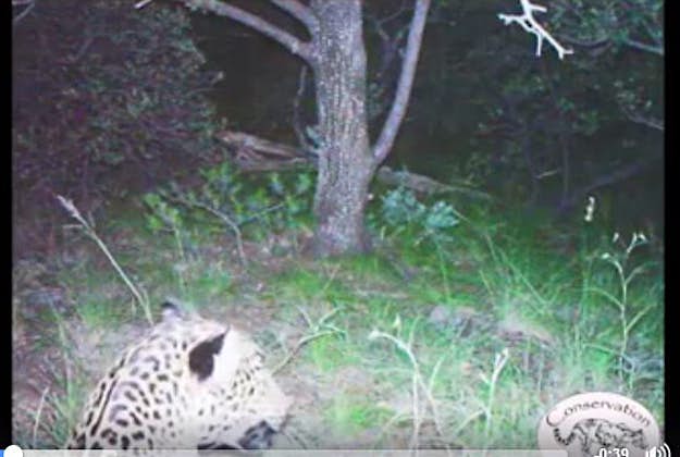 Travel News - jaguar El Hefe, the USA's only known living jaguar