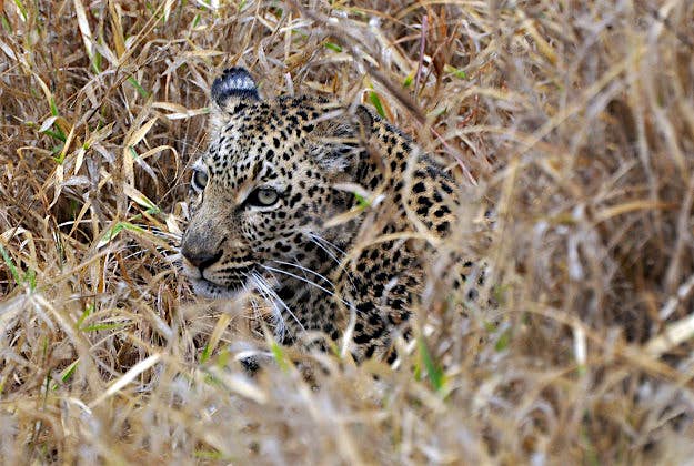Travel News - kruger3 Kruger National Park.