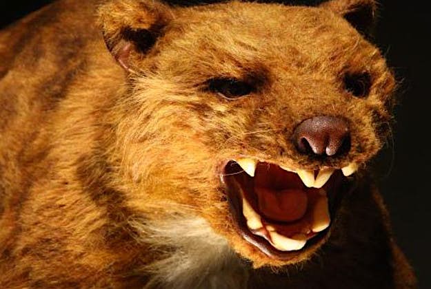 Travel News - marsupial A recreation of the marsupial lion