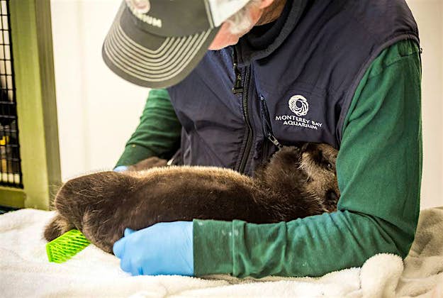 Travel News - otter Pup 719, who was rescued by the Monterey Bay Aquarium Sea Otter Program, has found a new home.