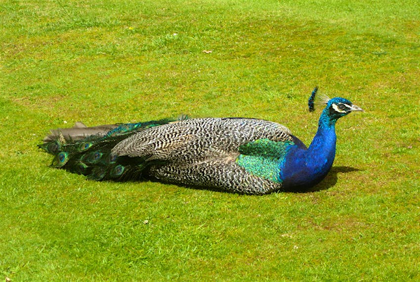 Travel News - peacock1 The peacocks were manhandled by the tourists at the zoo and had their feathers plucked causing them to become shocked, leading to their deaths