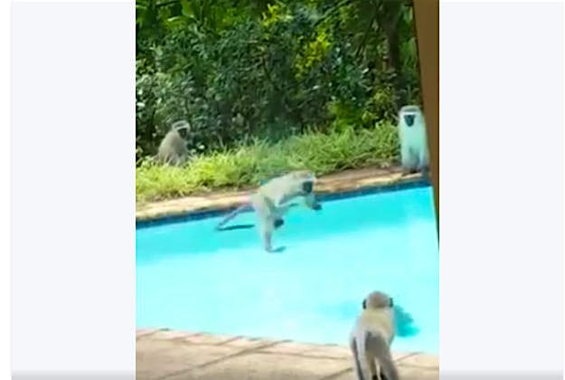 Travel News - vervet Some overheated vervets take to a pool in South Africa