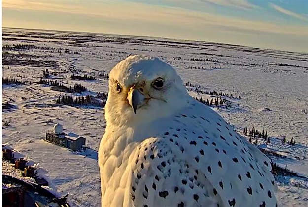 Travel News - vid 1 A gyrfalcon in front of a livecam in Manitoba, Canada