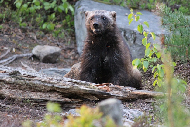 Forest rangers employed ultra-runners to search for wolverines.