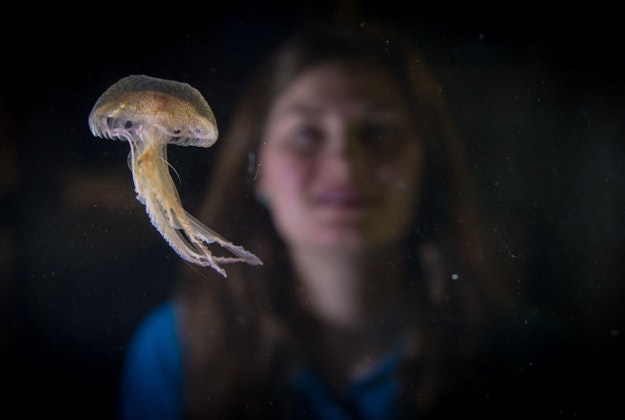 Aquarist, Ruth Chamberlain looks at Mauve Stinger jellyfish at Sea Life London Aquarium, in central London, as they are the first of the toxic jellyfish to go on display in the UK. PRESS ASSOCIATION Photo. Picture date: Monday March 7 2016. Measuring around 5cm across, the fish, usually found in the Mediterranean Sea are widely known for their searing sting and can be clearly identified by their purple colouring