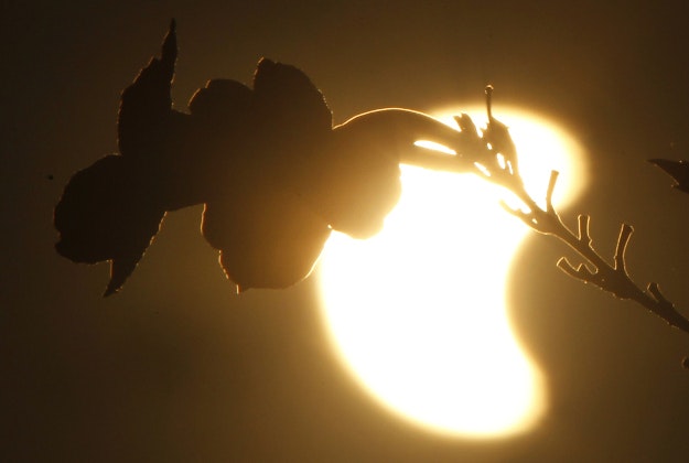 The moon is obscuring part of the sun over flowers during a solar eclipse in Phnom Penh, Cambodia, Wednesday, March 9, 2016. 