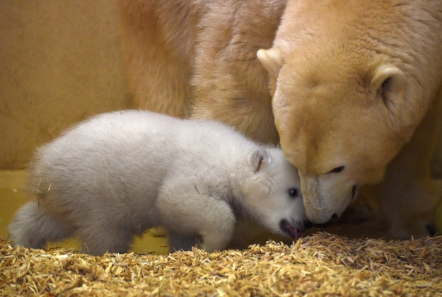 A female polar bear cub plays with its mother Valeska at the zoo in Bremerhaven, northern Germany, Wednesday, March 9, 2016. It was born on Dec. 11, 2016 and weighs already around eleven kilograms.