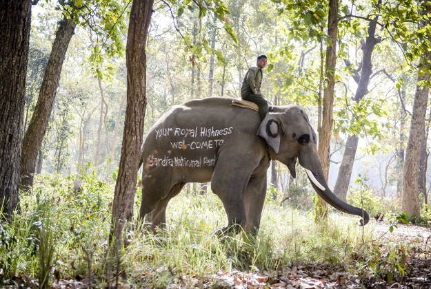 An elephant with a message to Prince Harry at the Bardia National Park, Nepal. 