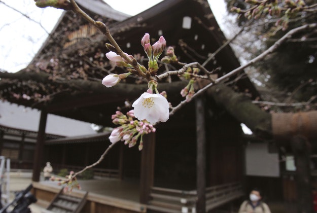 Cherry trees have begun to bloom in Tokyo five days earlier than in an average year and two days earlier than last year, according to the Japan Meteorological Agency, which confirmed Monday morning that a somei-yoshino “sample tree” at Yasukuni Shrine in Tokyo, in Tokyo, Monday, March 21, 2016.