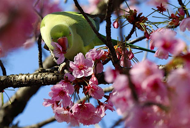 Travel News - 11505011-1 A cockatiel drinks the nectar of a Yoko cherry blossom, at Ueno park in Tokyo, Tuesday, March 22, 2016. The Japan Meteorological Agency confirmed Monday that buds of Tokyo's benchmark cherry tree of "Somei Yoshino" at a shrine started to bloom Monday, five days earlier than an average year and two days earlier than last year.