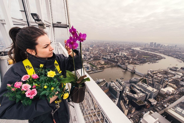 Heather Kennedy inspecting flowers destined for The View from The Shard's botanical garden at 900ft above the London skyline, as horticulturalists aim to analyse how plants at the top of the building's spire adapt to altitude ahead of the attraction's Botanical Gardens opening this summer. 