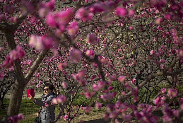 Travel News - 11527471-1 A woman takes a selfie beneath blooming plum trees at a public park in Beijing, Thursday, March 24, 2016. Visitors have been coming to parks in China's capital city in increasing numbers as flowers and trees are beginning to bloom in an annual rite of spring.