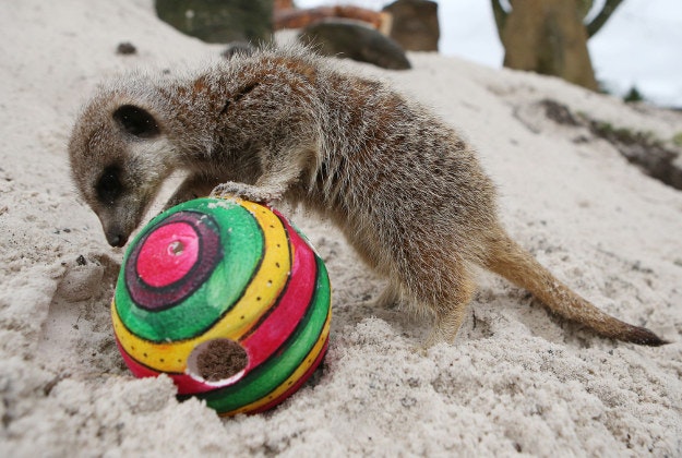 Staff at Blair Drummond Safari Park put bug filled painted unfertilized Ostrich eggs in their Meerkats and Marmosets enclosures ahead of Easter. PRESS ASSOCIATION Photo. Picture date: Thursday March 24, 2016. By filling up the eggs with mealworms and bugs this provided an enrichment which is incredibly important when working with animals in captivity, it gives them something to play with and encourages natural behaviour such as foraging for food.