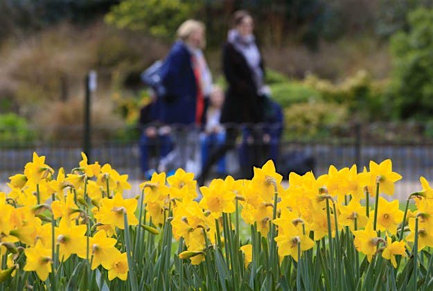 Travel News - Spring weather Mar 29th 2016 Visitors walk past daffodils in St. James's Park, London.