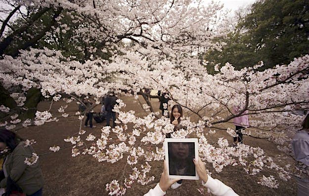 Travel News - Japan Blossom A visitor takes a picture of a woman with blooming cherry blossoms as background at a park in Tokyo, Wednesday, March 30, 2016. Tens of thousands of admirers will be expected to show up at the park to enjoy the white pink blossoms.