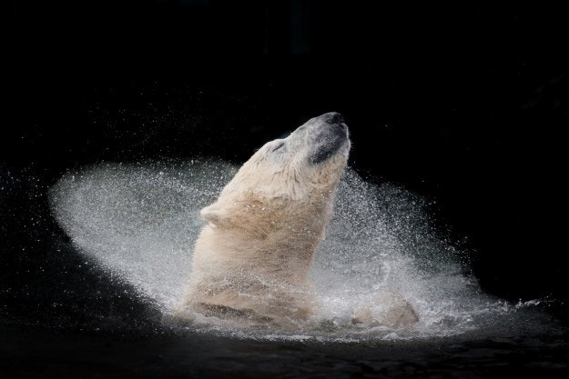 A polar bear enjoying his bath.
