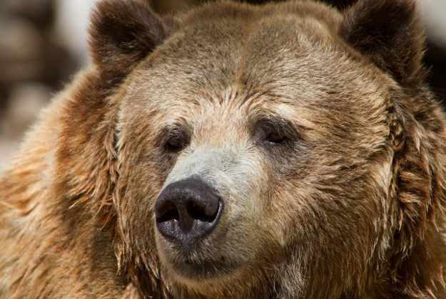 A brown bear.