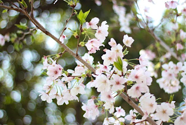 Travel News - Cherry Blossoms Cherry blossoms in Japan