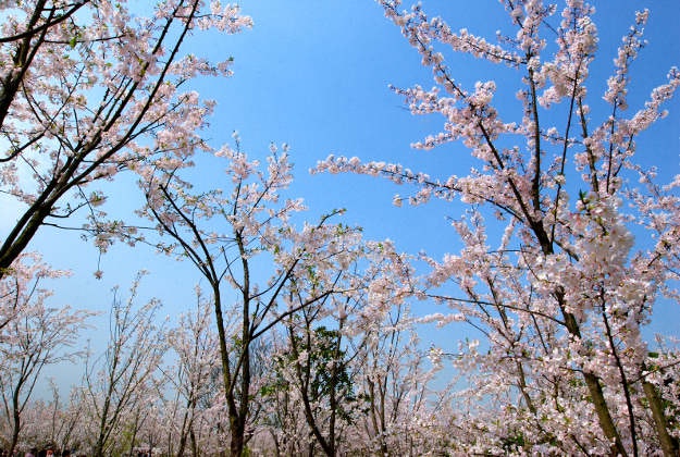 Cherry blossoms in Gucun Park.
