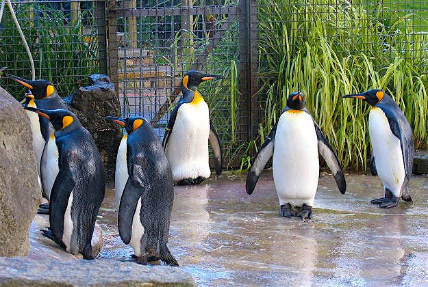 Travel News - Edinburghpenguins Penguins at Edinburgh Zoo.