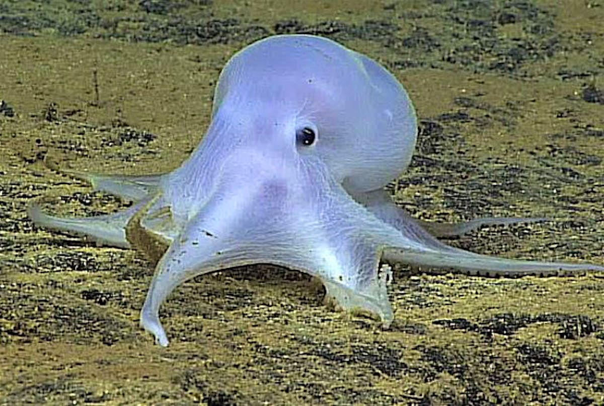 Casper the friendly octopus discovered off the coast of Hawaii - Lonely