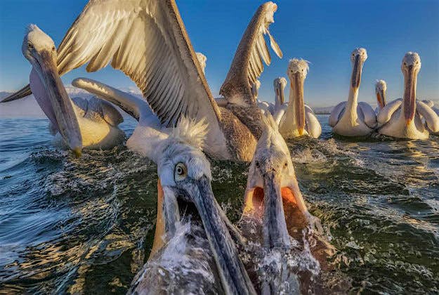 Travel News - catching-fish 'Catching Fish' - Dalmatian pelicans in Lake Kerkini, Greece.