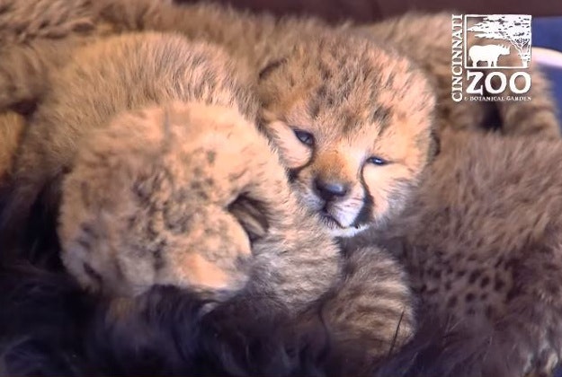 Five orphaned cheetahs have a new companion at the Cincinnati Zoo. 
