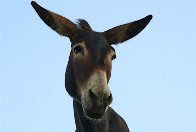 Travel News - dONKEY Gujarat