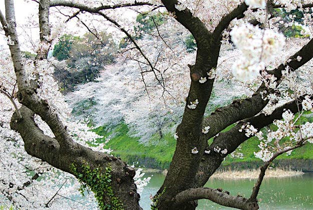 Travel News - event 2 Sakura, flower blossoms particular to Japanese cherry blossom