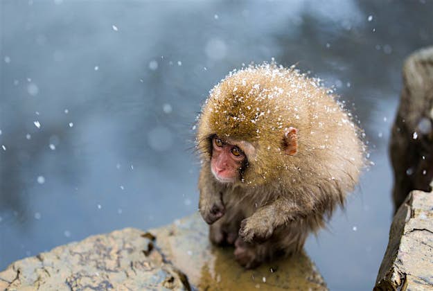 Travel News - A Little Monkey on a Cliff A Little Monkey on a Cliff
