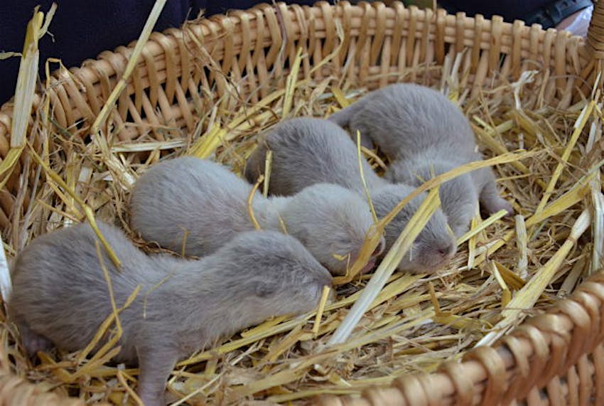 Travel News - pic 1 Washington Wetlands Centre's quadruplet otter cubs