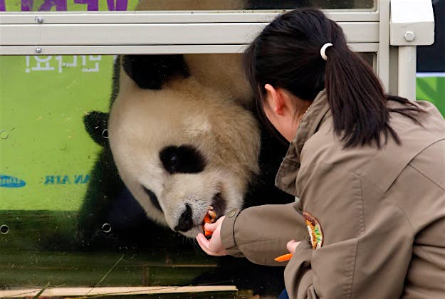 Travel News - pic 1 A giant panda sent to South Korea as a gift from China