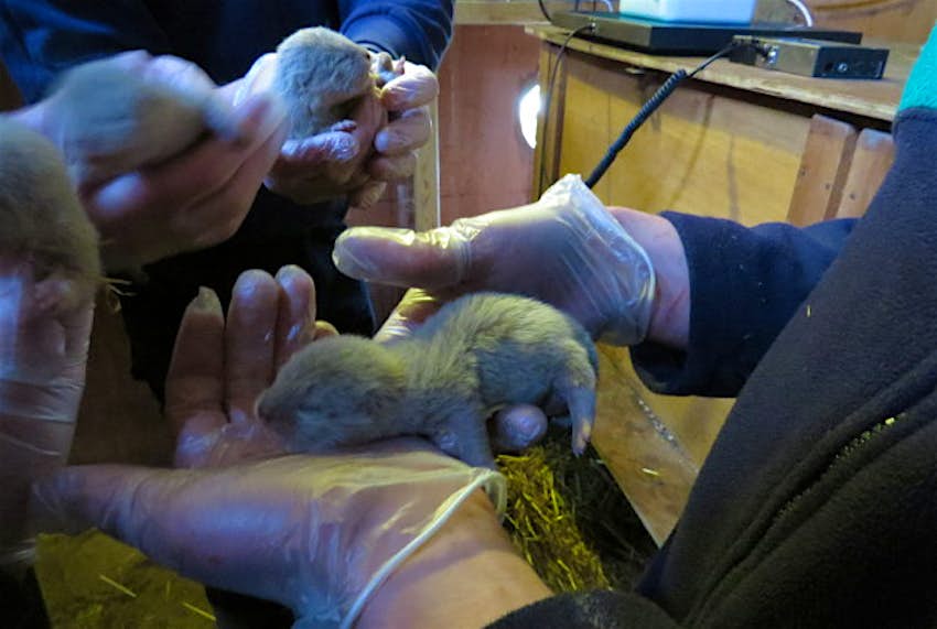 Travel News - pic 2 The otter cubs were born to mother Mimi on March 3
