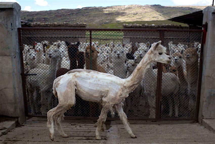 Travel News - pic 3 An alpaca in Peru