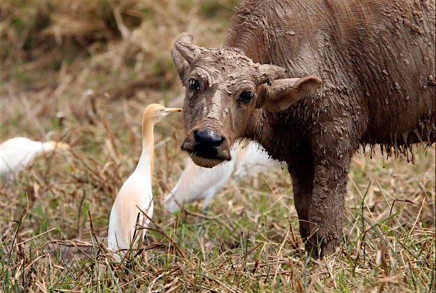 Travel News - pic 3 A water buffalo gets a bit of grooming