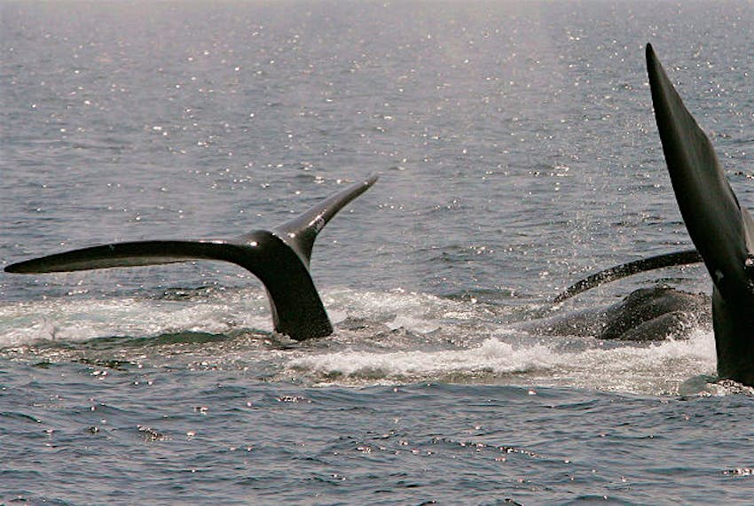 Travel News - pic 5 Right whales in Cape Cod Bay