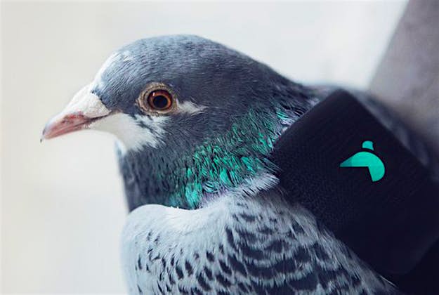 Travel News - pigeon 3 Pigeons wiht little backpacks are measuring London air pollution