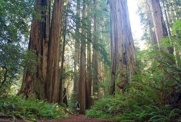 Redwood forests in California